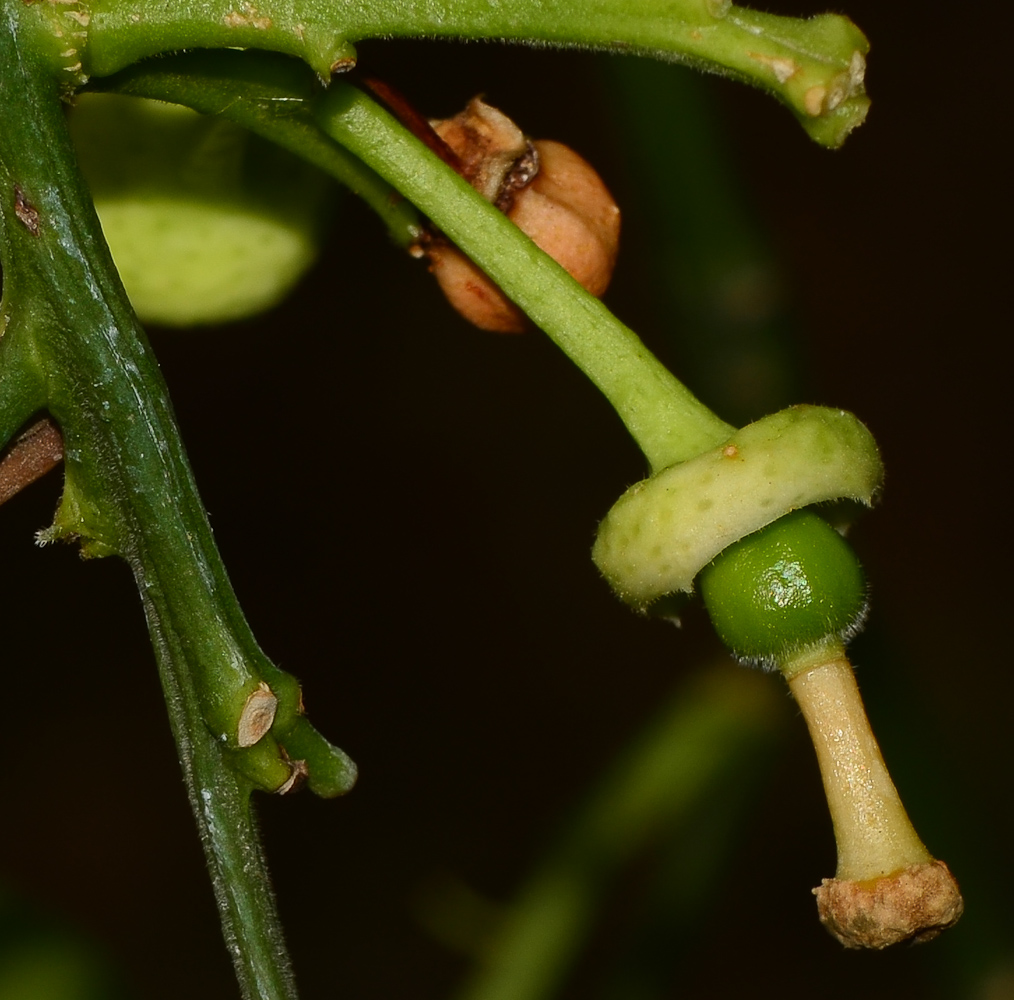 Image of Citrus &times; paradisi specimen.