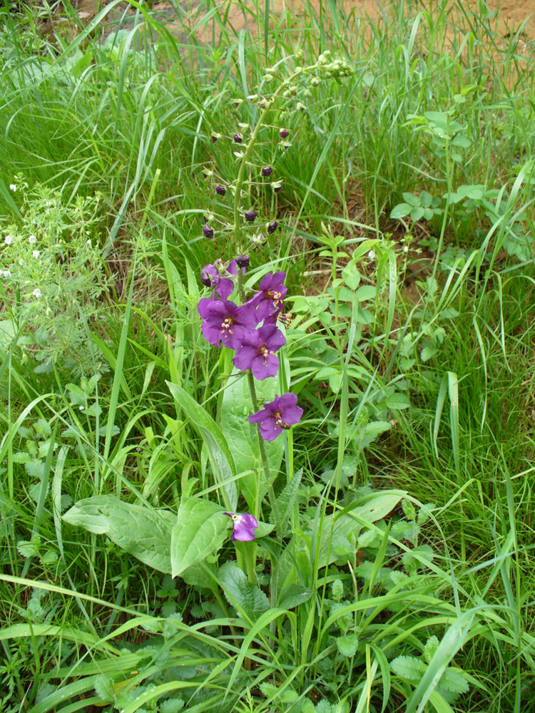 Image of Verbascum phoeniceum specimen.