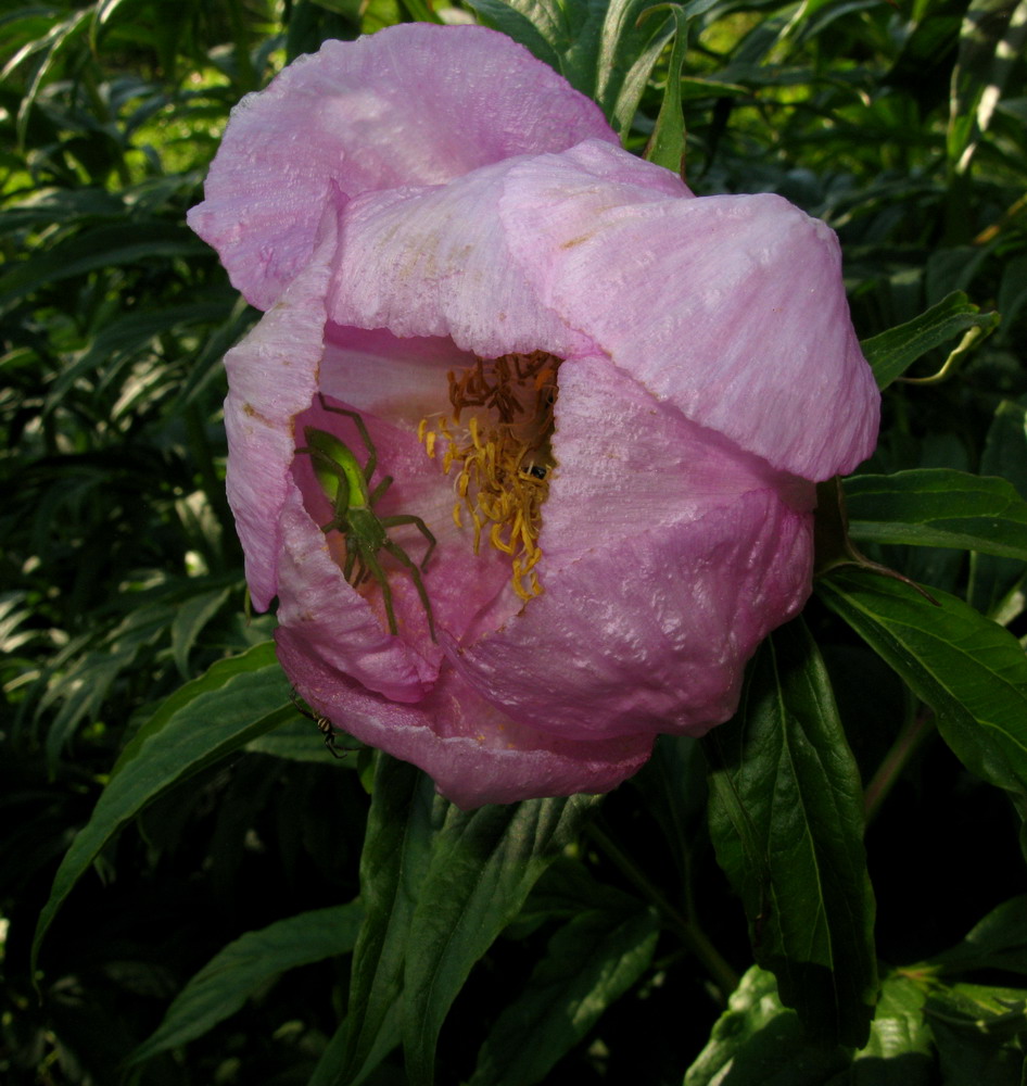 Image of Paeonia anomala specimen.