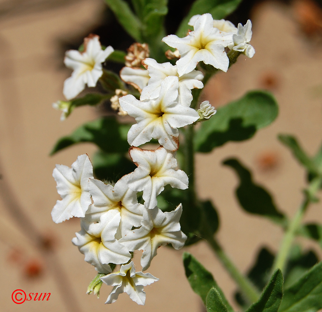 Image of Argusia sibirica specimen.