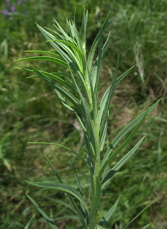 Image of Linaria biebersteinii specimen.