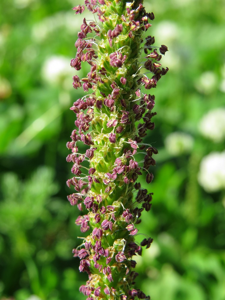 Image of Plantago major specimen.