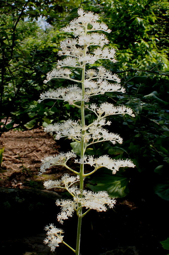 Изображение особи Rodgersia aesculifolia.