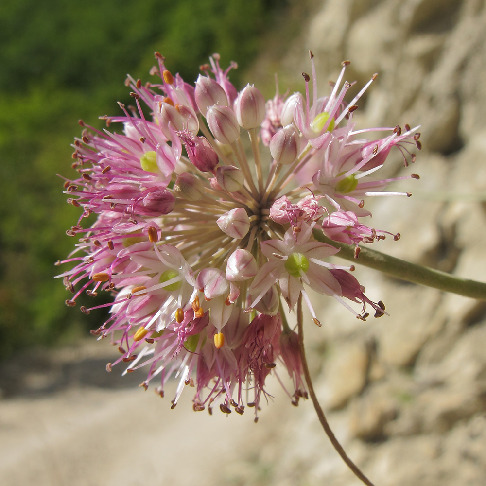 Image of Allium psebaicum specimen.