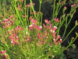 Limonium sinuatum