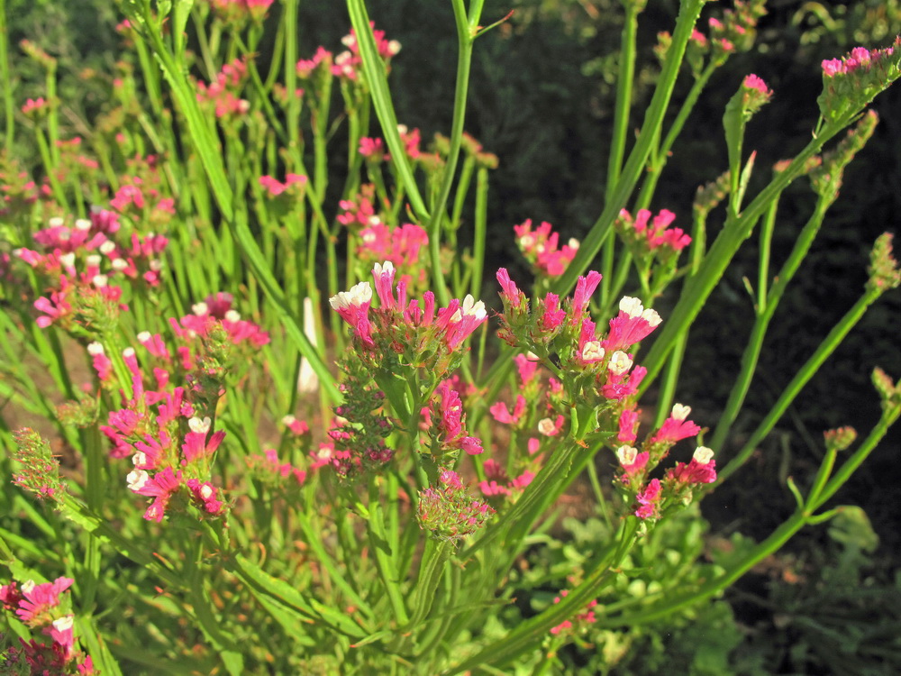 Image of Limonium sinuatum specimen.