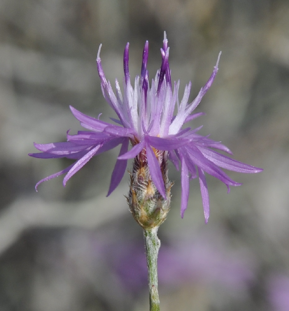 Image of genus Centaurea specimen.