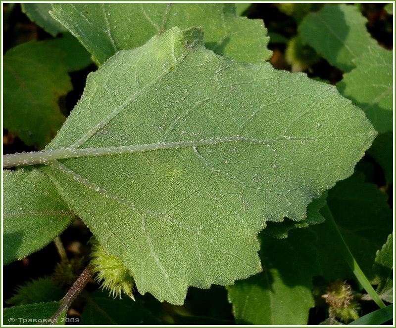 Image of Xanthium orientale specimen.