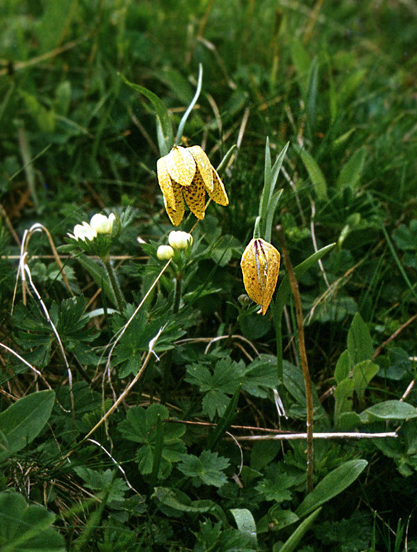 Image of Fritillaria latifolia specimen.