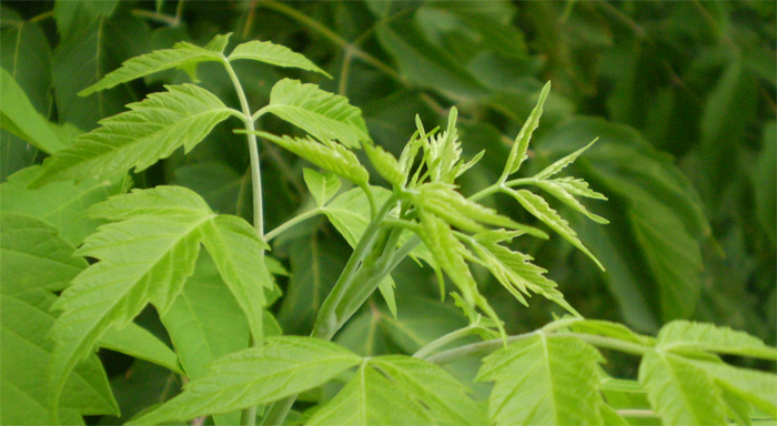 Image of Acer negundo specimen.