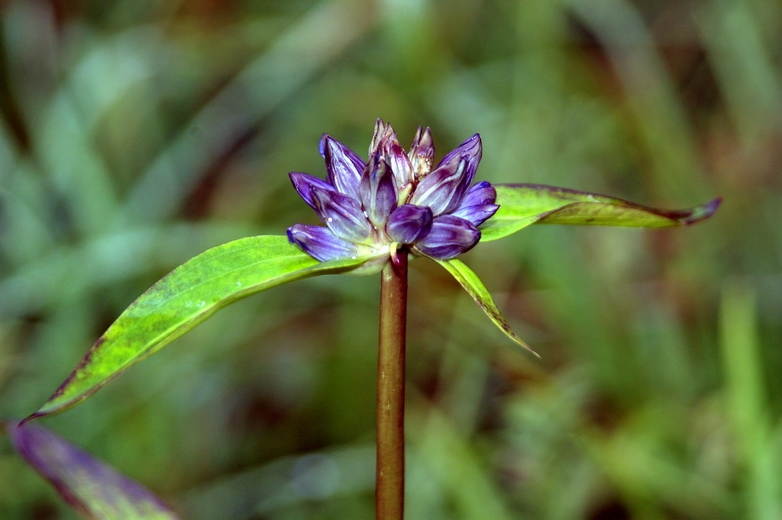 Image of Gentiana macrophylla specimen.