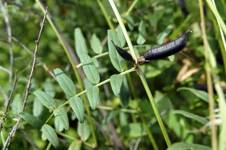 Image of Vicia sepium specimen.