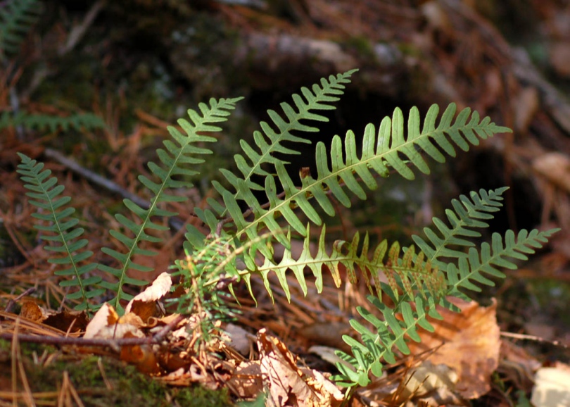 Изображение особи Polypodium sibiricum.