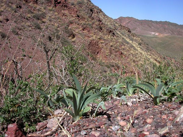 Image of Iris glaucescens specimen.