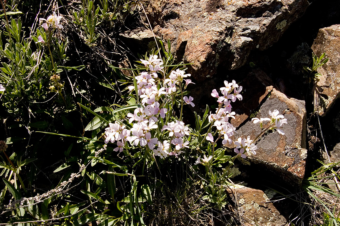 Image of Dendroarabis fruticulosa specimen.