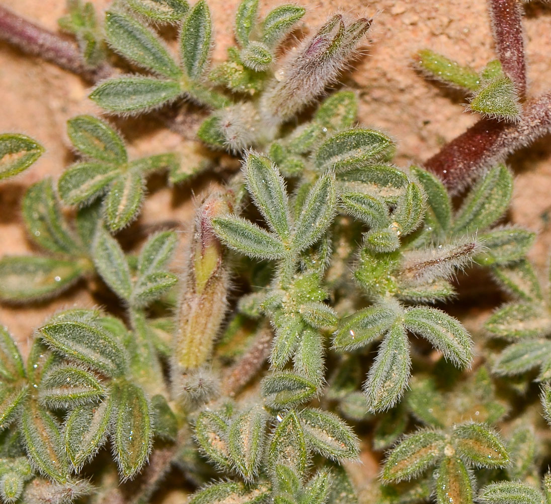 Image of Lotononis platycarpa specimen.