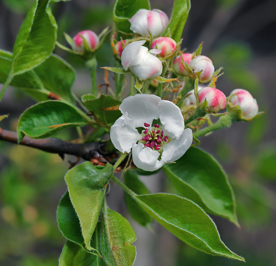 Image of Pyrus communis specimen.