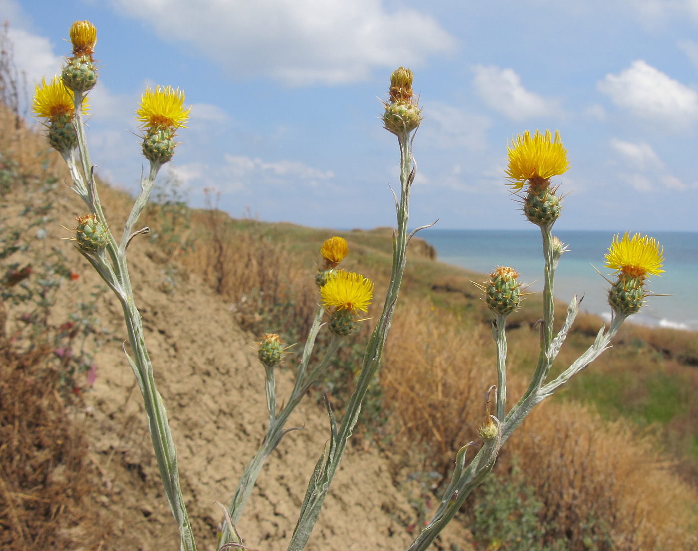 Image of Centaurea solstitialis specimen.