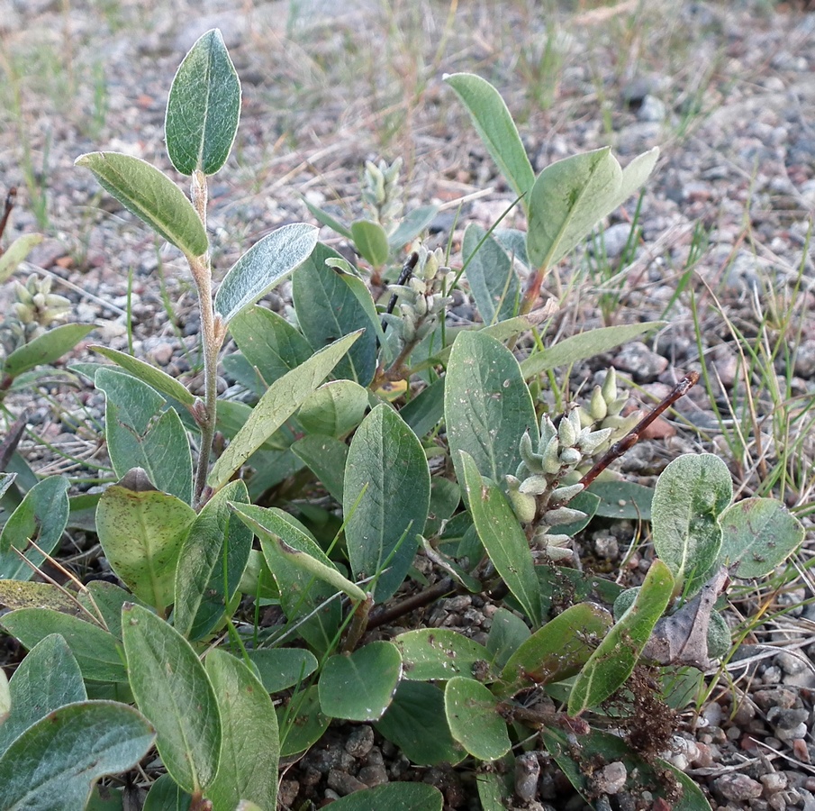 Image of Salix glauca specimen.