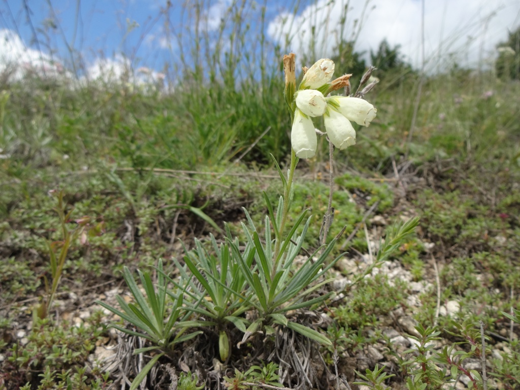 Image of Onosma tanaitica specimen.