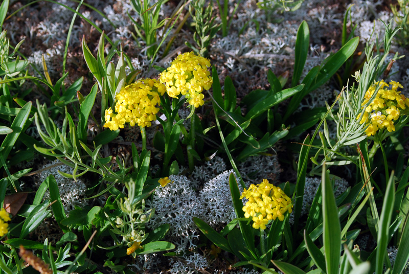 Image of Patrinia sibirica specimen.