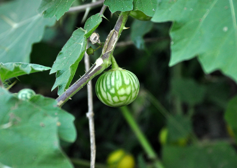 Image of Solanum surattense specimen.