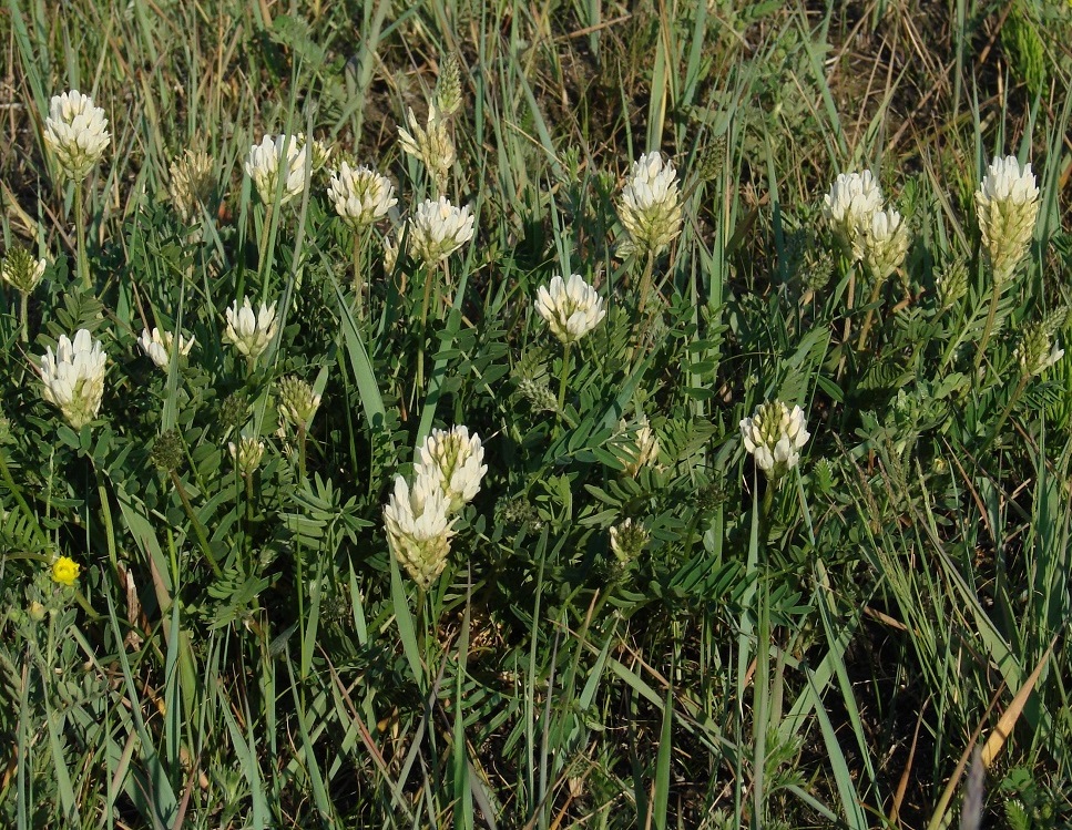 Изображение особи Astragalus inopinatus.