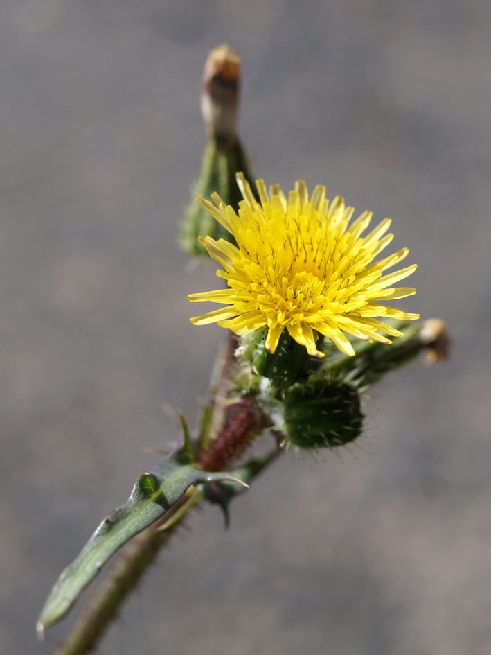 Изображение особи Sonchus oleraceus.