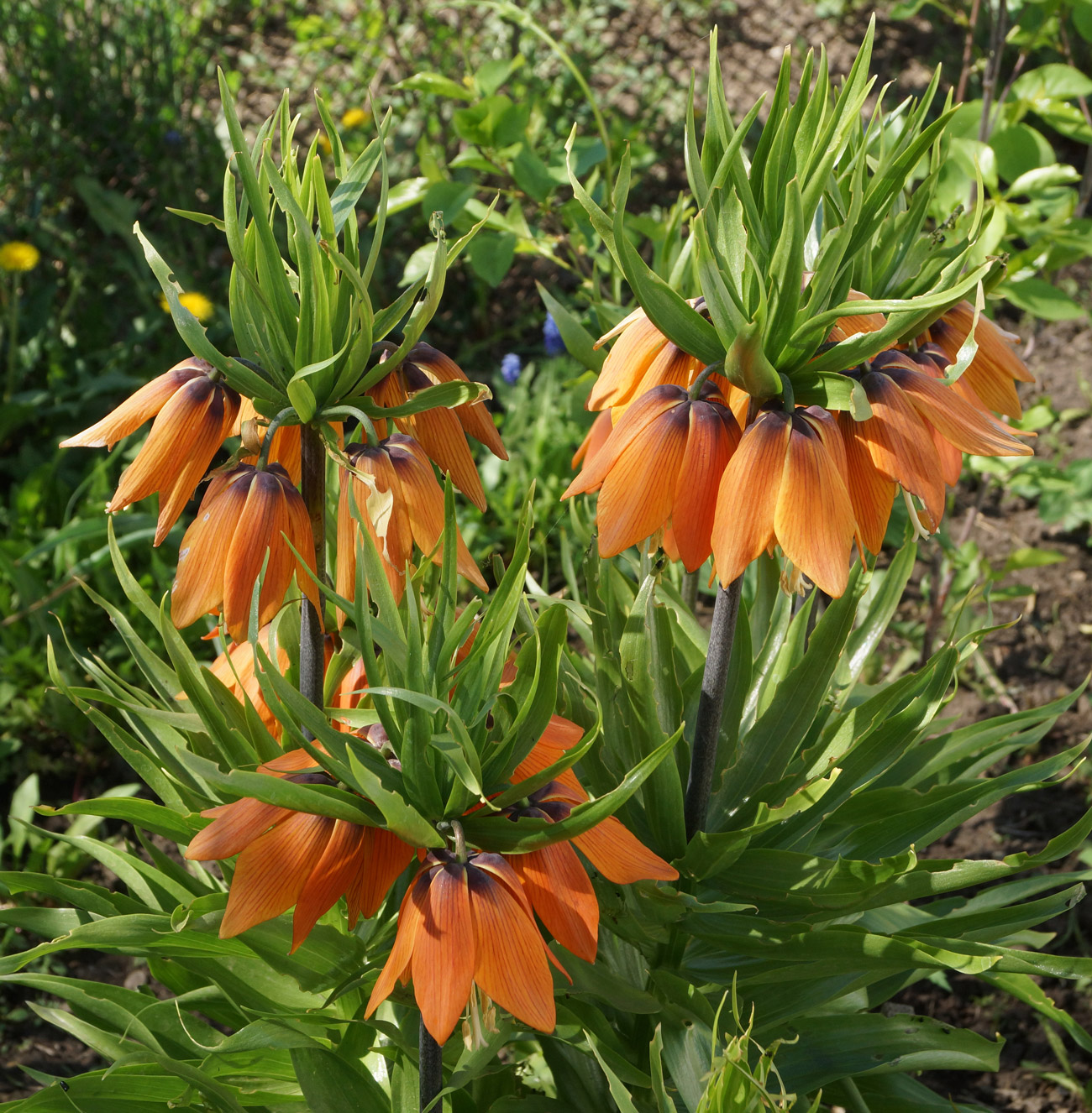 Изображение особи Fritillaria imperialis.