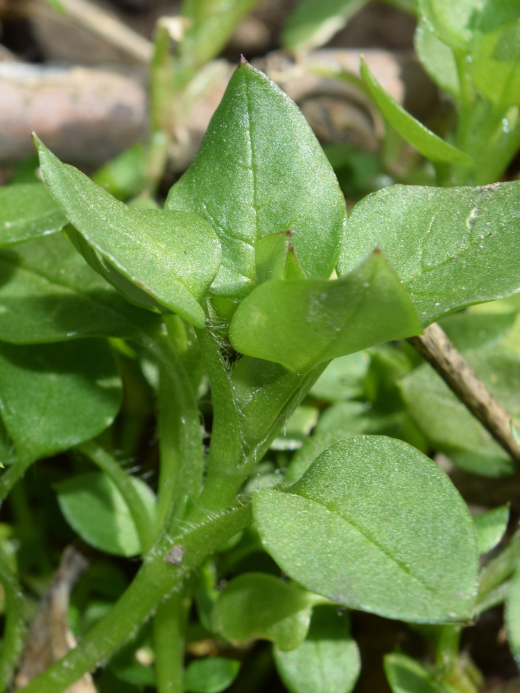 Image of Stellaria media specimen.