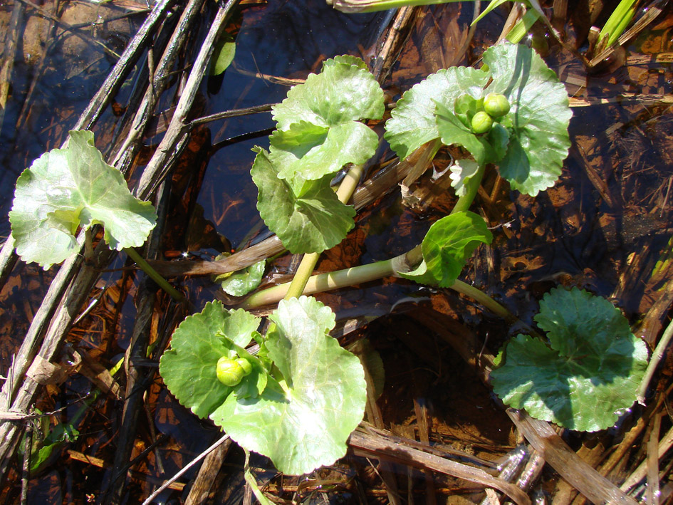 Изображение особи Caltha palustris.