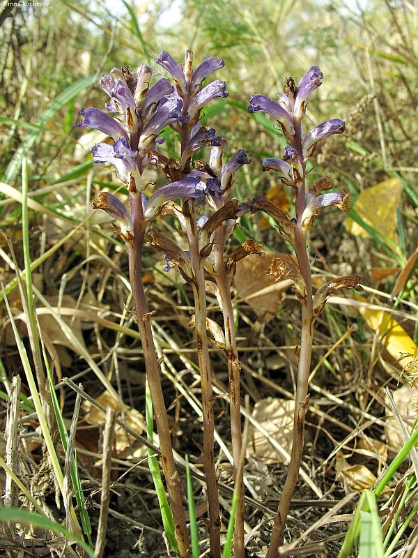 Изображение особи Orobanche amoena.