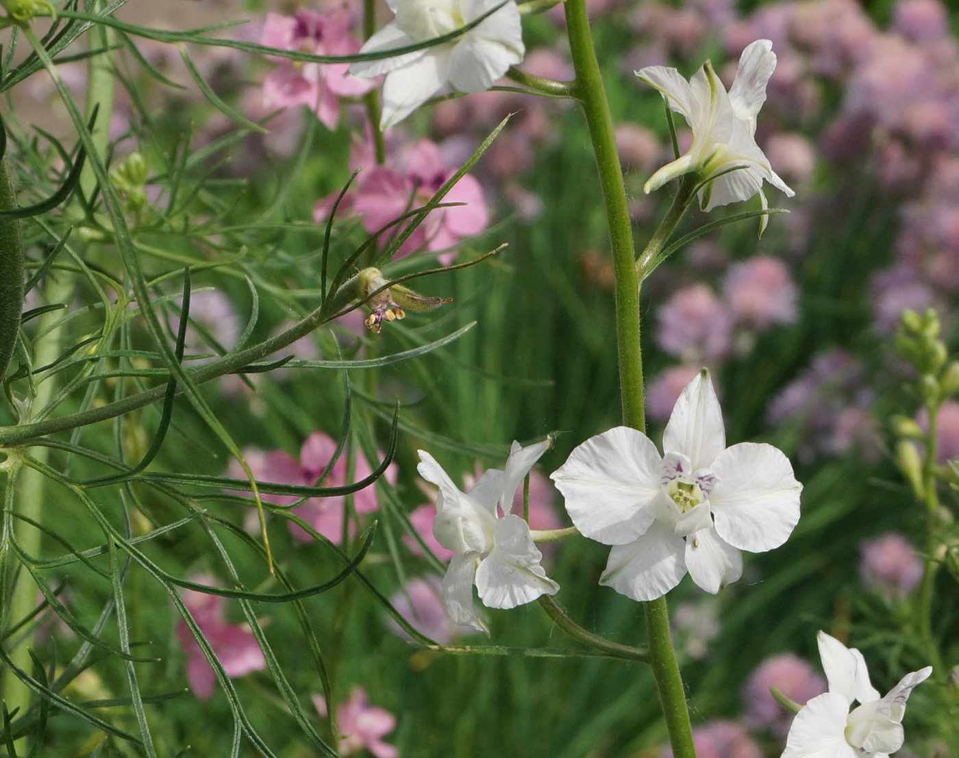 Image of Delphinium ajacis specimen.