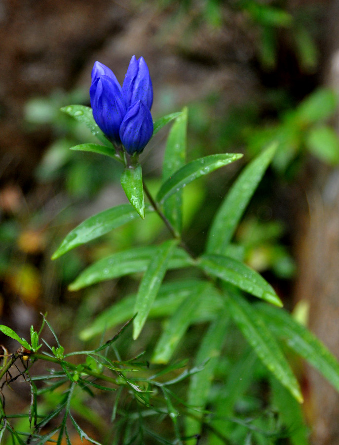 Image of Gentiana triflora specimen.