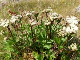 Ligusticum scoticum. Обильно цветущее низкорослое растение. Кольский п-ов, Восточный Мурман, Дальние Зеленцы, супралитораль в губе Ярнышная. 04.08.2009.