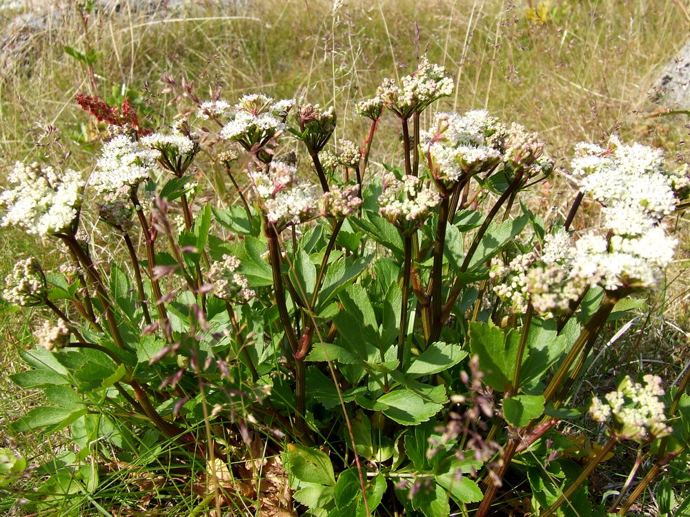 Image of Ligusticum scoticum specimen.