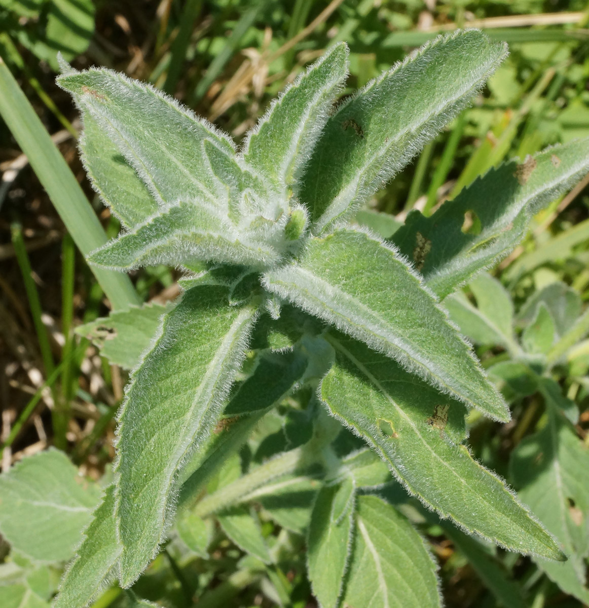 Image of Mentha asiatica specimen.