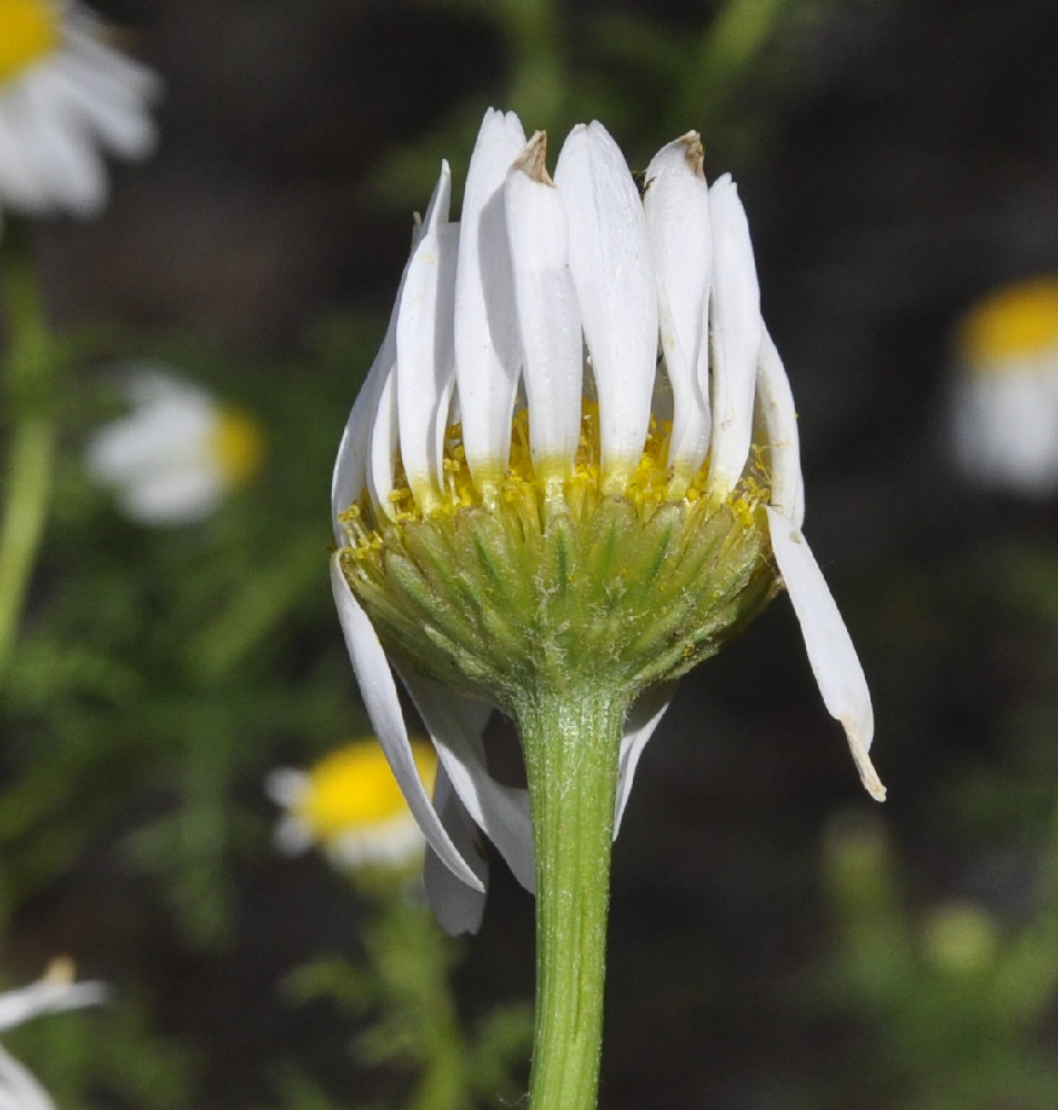 Image of genus Anthemis specimen.