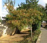 Albizia julibrissin