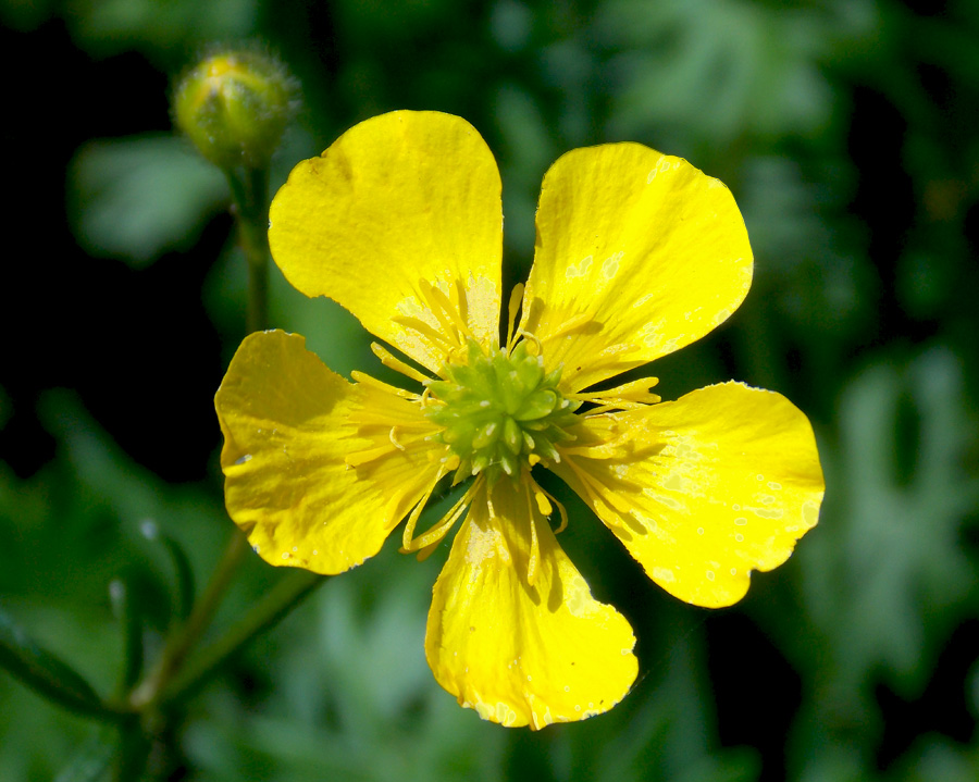 Изображение особи Ranunculus aleae.