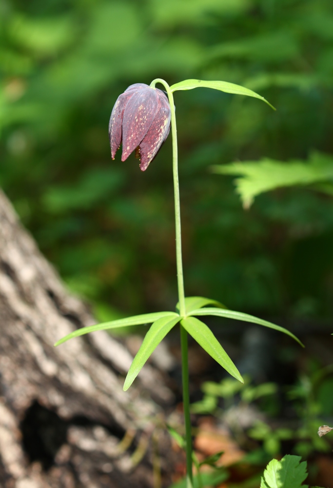 Image of Fritillaria maximowiczii specimen.