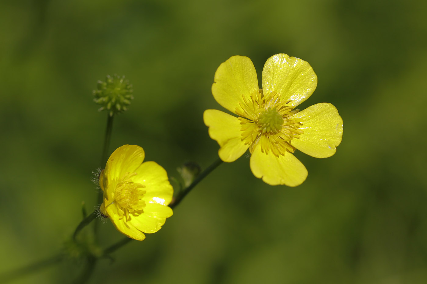 Image of genus Ranunculus specimen.