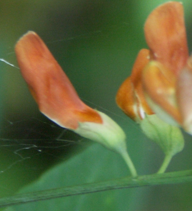 Image of Lathyrus laevigatus specimen.