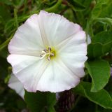 Convolvulus arvensis