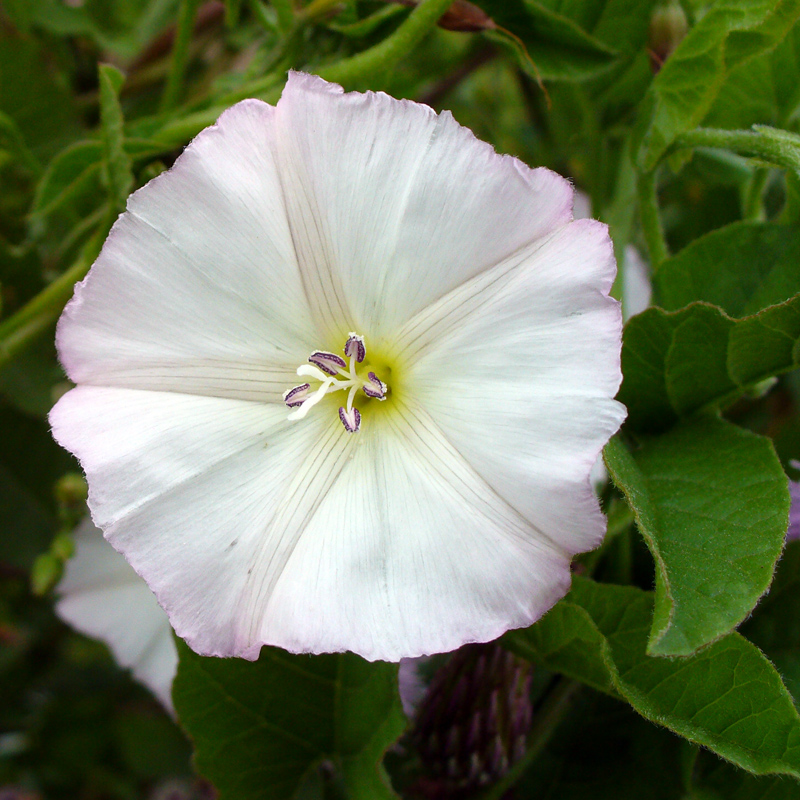 Image of Convolvulus arvensis specimen.