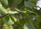 Populus tremula