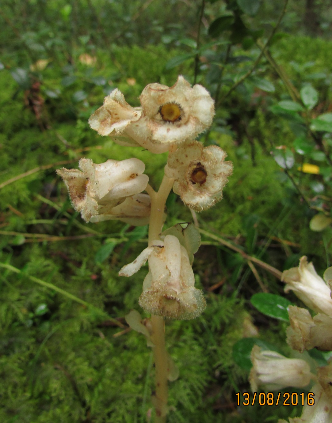 Image of Hypopitys monotropa specimen.