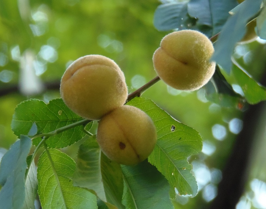 Image of Persica vulgaris specimen.