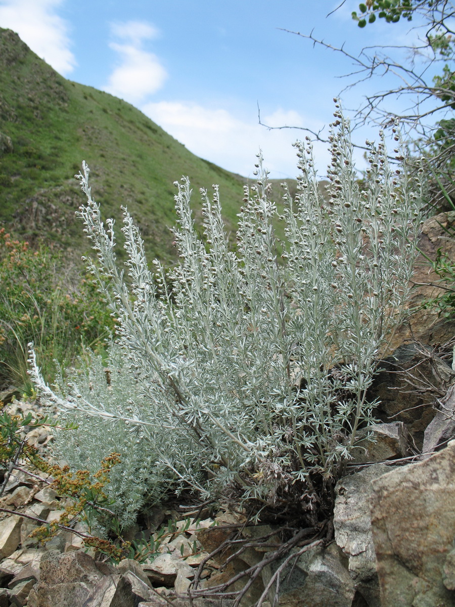 Изображение особи Artemisia rutifolia.