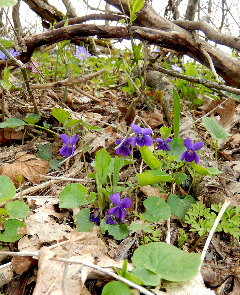 Image of Viola odorata specimen.